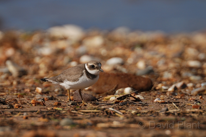 Ringed plover - E.jpg - Ringed plover on beach - Norfolk